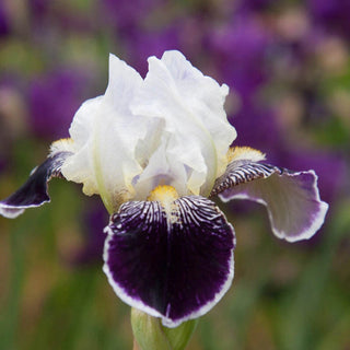 Frosted Velvet Dwarf Bearded Iris Seeds